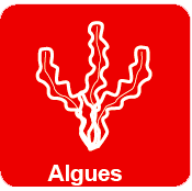 Algues