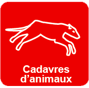 Cadavres d'animaux